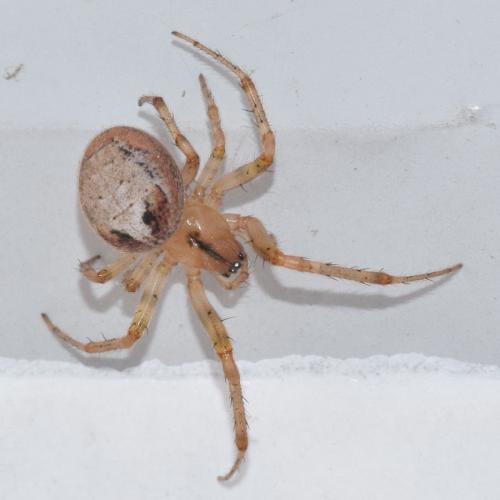 Réf. 316 595 : Zygiella atrica